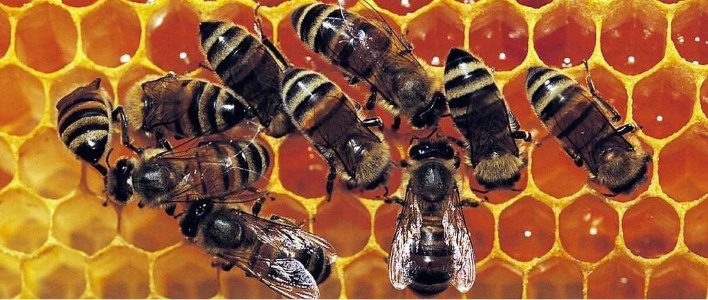 Why Hiring Pros for Bee Removal is a Wise Choice