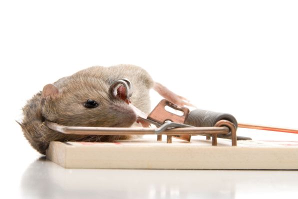 Rat Control Services